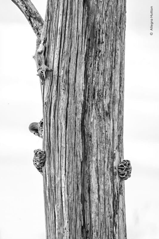 A black-and-white photograph shows a squirrel climbing a weathered wooden pole, while a leopard's paws and part of its face peek out from behind the other side.
