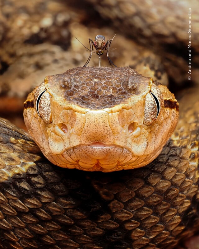 A mosquito stands on top of a pit viper's head, with its proboscis touching the snake's scales.