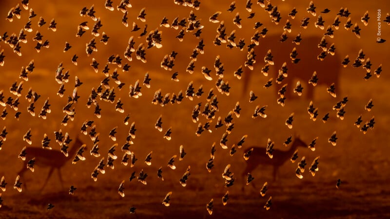 A large flock of birds flies across a golden, sunset-lit landscape where two antelopes stand in the background.