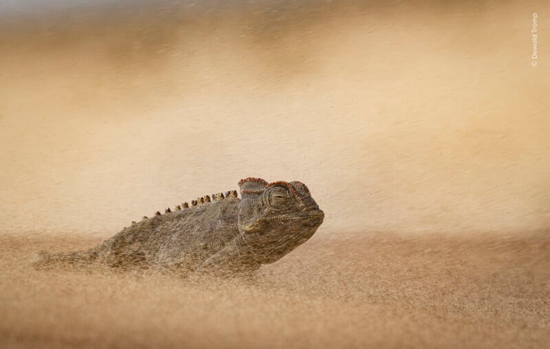 A Namaqua chameleon sits on sand during a windstorm, with sand particles blowing across its body and the background.