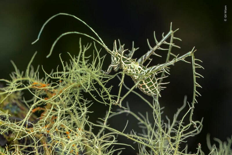 A spiky, green and white camouflaged katydid rests on a branch of light green lichen against a dark background.