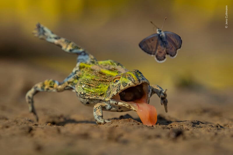 A frog with its mouth open and tongue extended lunges toward a butterfly flying in front of it on a dirt surface.