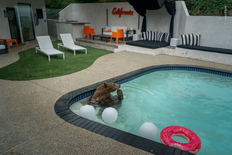 A brown bear sits in a swimming pool with white beach balls and a pink donut-shaped float, next to a patio with lounge chairs and outdoor furniture.