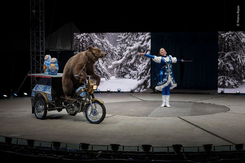A brown bear sits on a decorated three-wheeled motorcycle on a circus stage, while a woman in a blue and white traditional costume stands nearby with her arm extended.