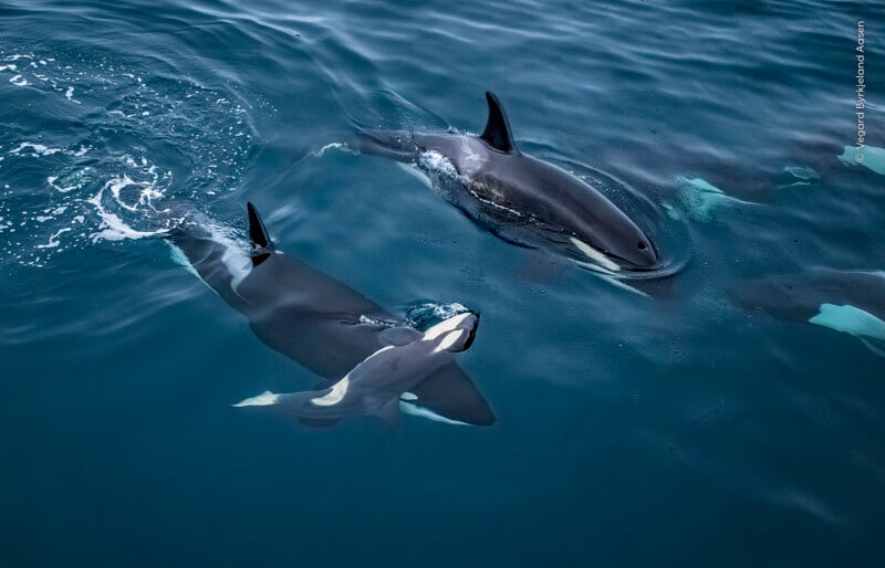 An aerial view of several orcas swimming in deep blue water, including a mother with a small calf swimming closely beside her.