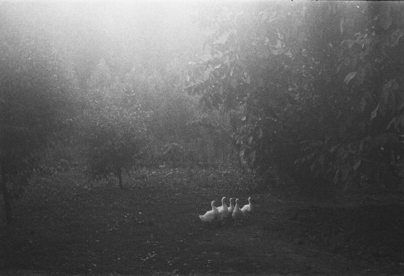 Four white ducks walk in a line across a dark, misty field surrounded by trees.