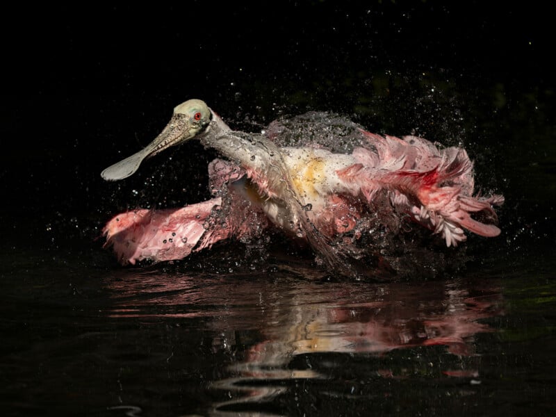 A roseate spoonbill splashes in dark water, its pink wings spread wide and its distinctive flat bill pointed to the left.