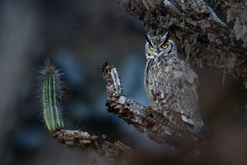 A great horned owl with bright yellow eyes perches on a weathered, textured cactus branch next to a small, spiky cactus.