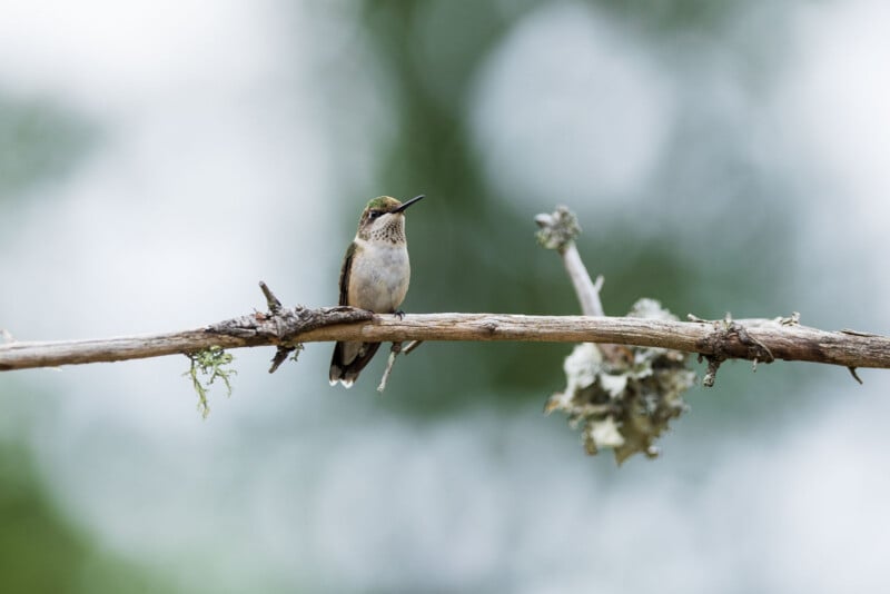 A small hummingbird with green and white plumage perches on a bare, lichen-covered tree branch against a blurred green background.