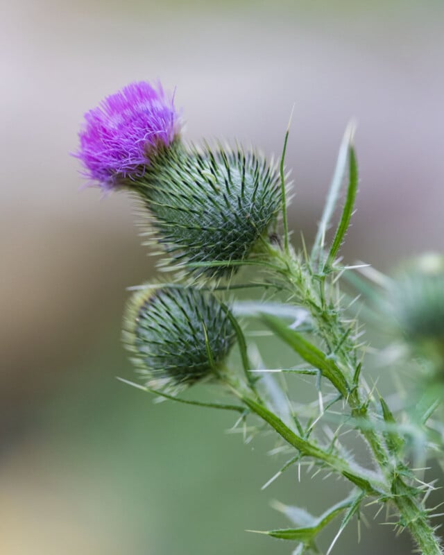 A close-up of a purple thistle flower head blooming atop a spiky, green, thorny stem, with a smaller bud below.