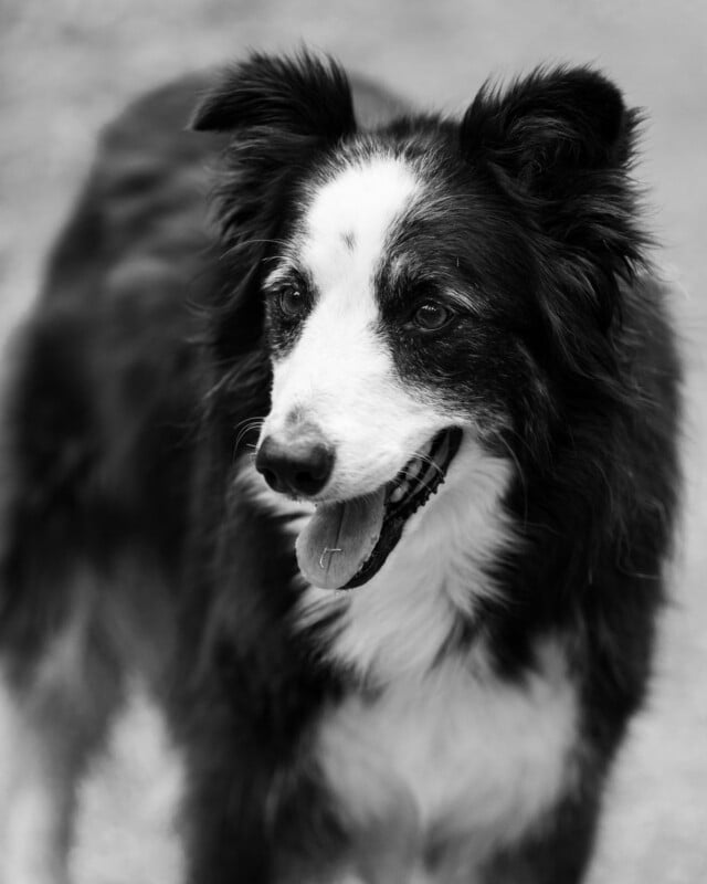 A black and white portrait of a border collie with its mouth open and tongue out, looking off to the side.