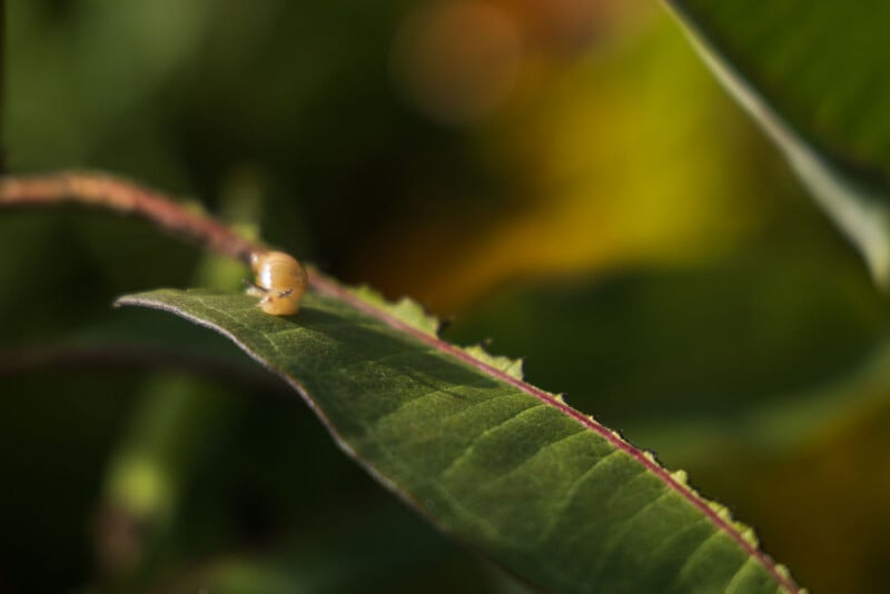 A tiny, light-colored snail crawls along the edge of a green leaf with a prominent reddish vein.