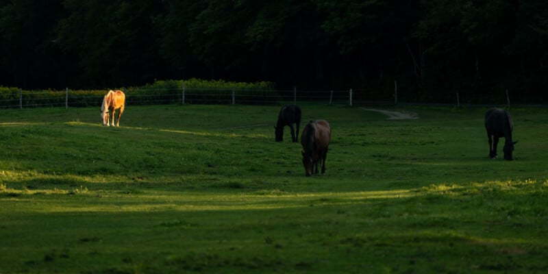 Four horses graze in a grassy pasture at sunset, with a line of trees in the background.