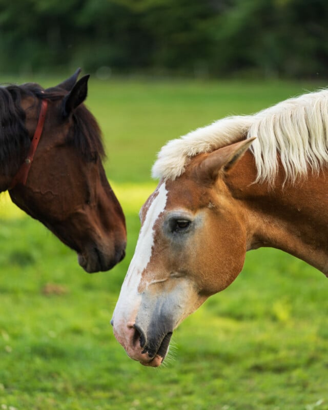 Two horses stand in a grassy field, with a brown horse in the background and a light brown horse with a white mane and blaze in the foreground.