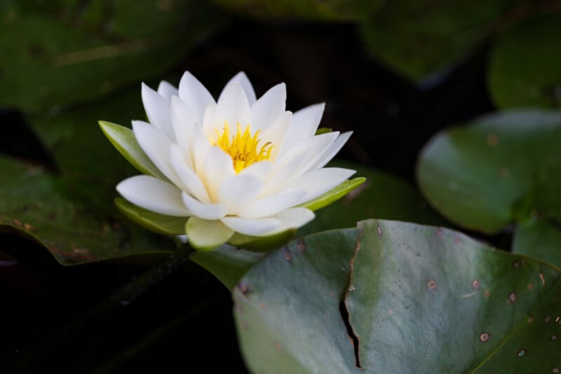 A white water lily with a yellow center blooms among dark green lily pads on a pond.