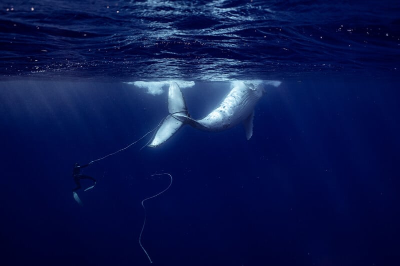 A diver in a wetsuit and fins holds a rope attached to the tail of a humpback whale swimming near the ocean surface.