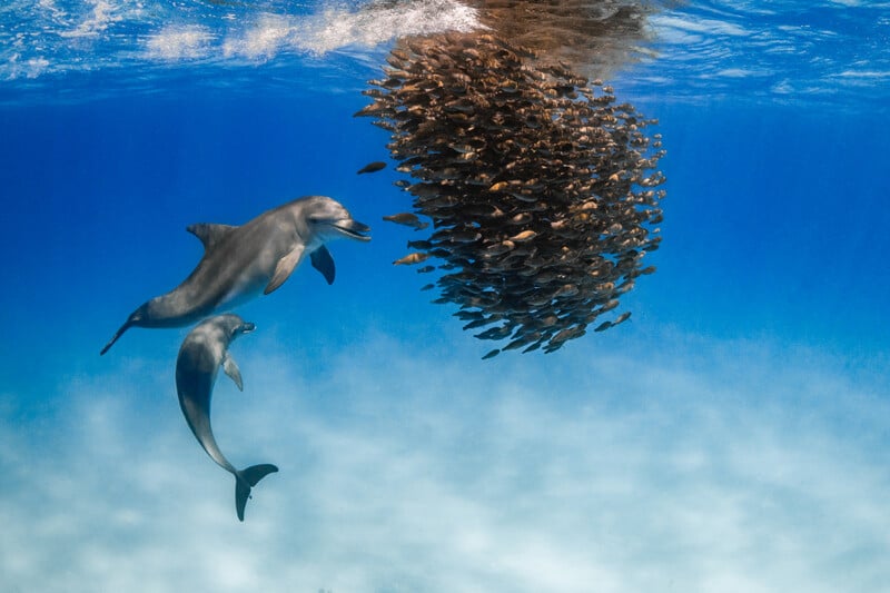Two dolphins swim near a large, dense school of fish suspended in clear blue water.