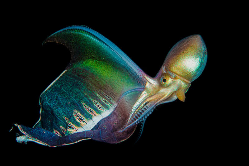 A paper nautilus octopus with a metallic gold head and a large, iridescent green and blue shell floats against a black background.