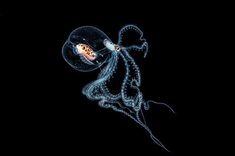 A transparent, glass-like octopus floats against a black background, revealing its internal organs and delicate, speckled tentacles.