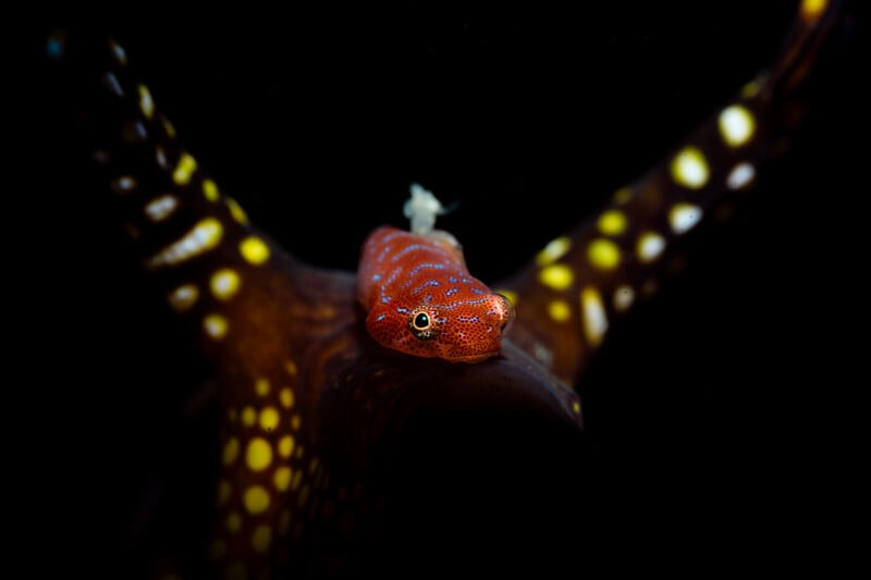 A small, orange, blue-spotted goby fish rests on the dark, yellow-spotted arm of a sea star against a black background.