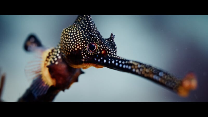 A close-up of a dark, spotted seahorse-like fish with a long snout, facing right against a blurred, light-colored background.