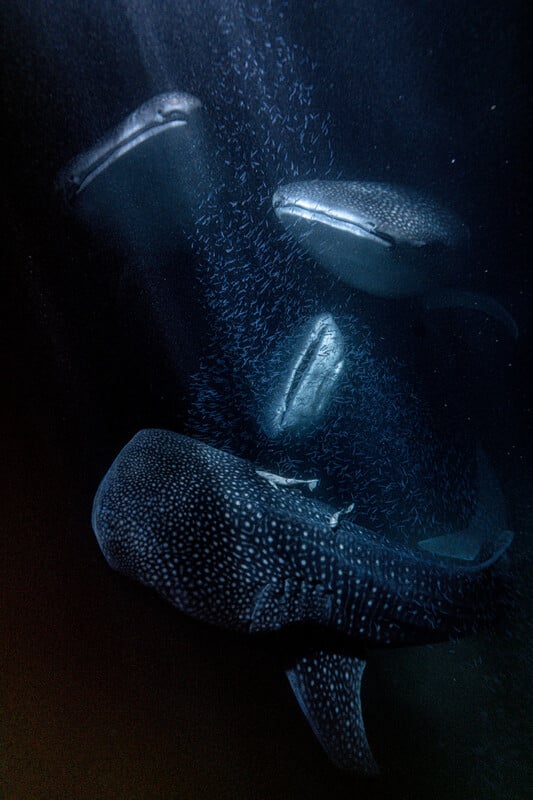 Three whale sharks swim through a dark, deep ocean, surrounded by a dense school of small, shimmering fish.