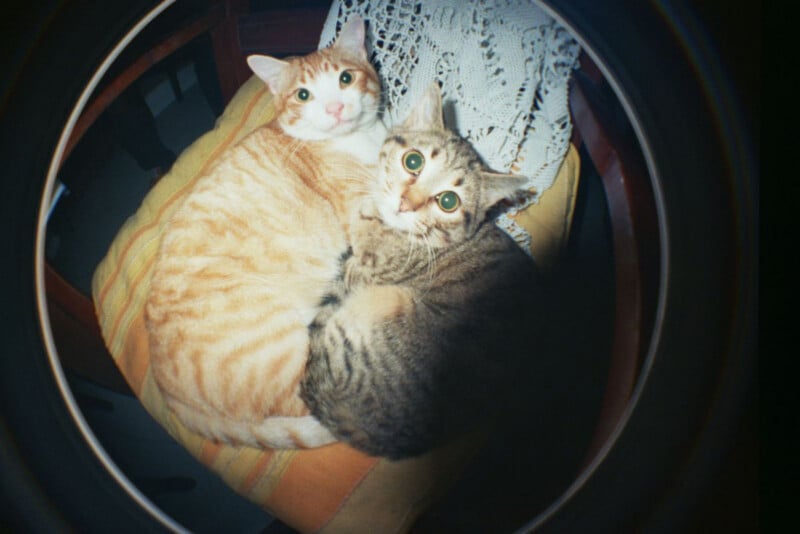 Two cats, one orange tabby and one brown tabby, are curled up together on a yellow cushion in a fisheye lens view.