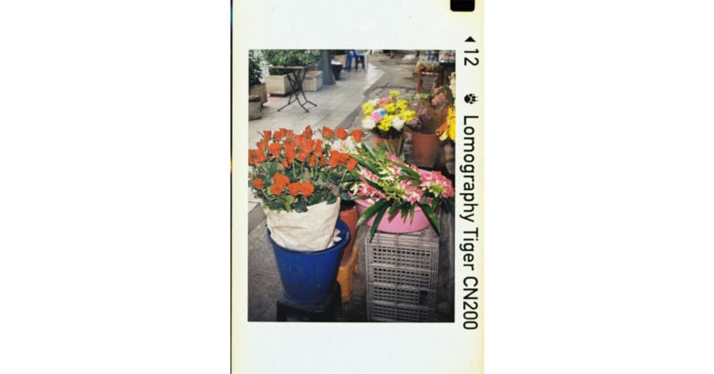 A street-level view of buckets and crates filled with various colorful flowers, with text on the right side reading "12 Lomography Tiger CN200".