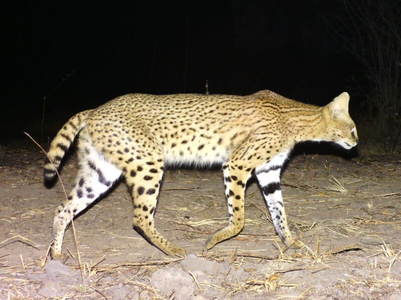 A serval walks across dry, sparse ground at night, its spotted coat and long legs clearly visible against the dark background.