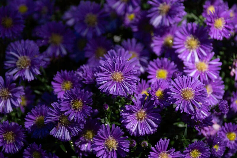 A dense cluster of purple aster flowers with yellow centers, many covered in small water droplets.