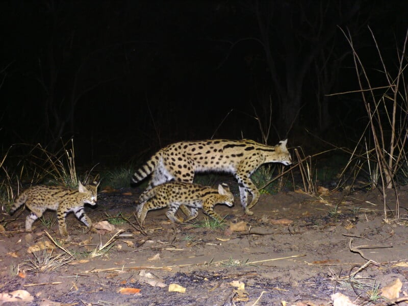 A mother serval walks through a dark, grassy area at night followed by two small kittens.