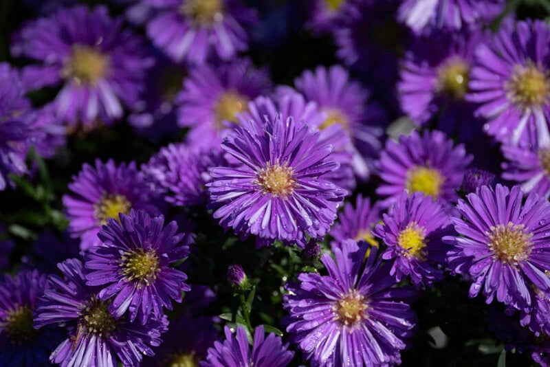 A cluster of vibrant purple asters with yellow centers, many of which are covered in small water droplets.