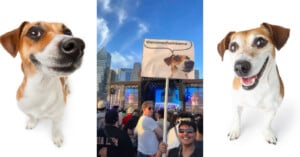 A three-part image featuring a Jack Russell terrier on the left and right, and a concert crowd in the center holding a sign with the same dog and the text "Wenomechainsama.
