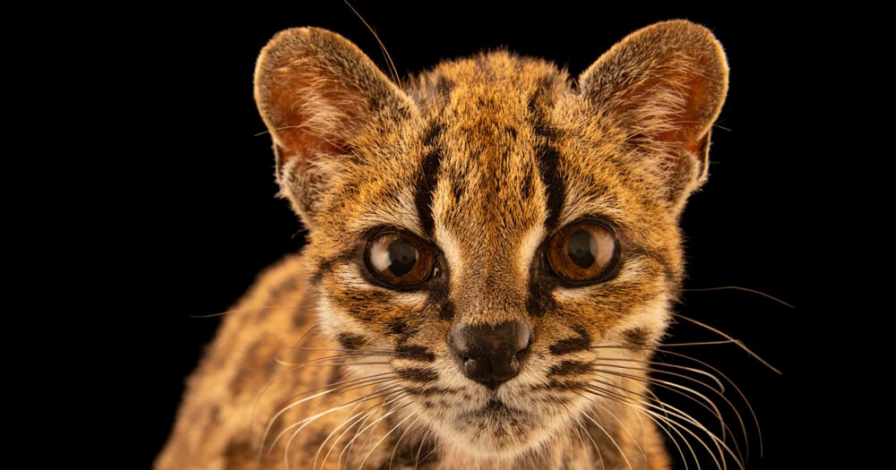 A close-up portrait of a small, spotted wild cat with large brown eyes and prominent whiskers against a black background.