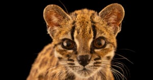 A close-up portrait of a small, spotted wild cat with large brown eyes and prominent whiskers against a black background.