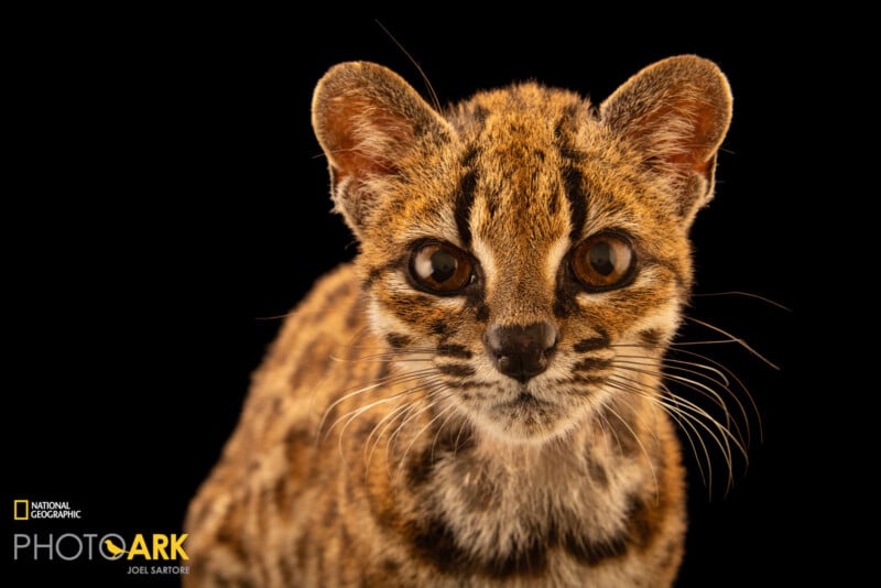 A close-up portrait of a small, spotted wild cat with large brown eyes and prominent whiskers against a black background.