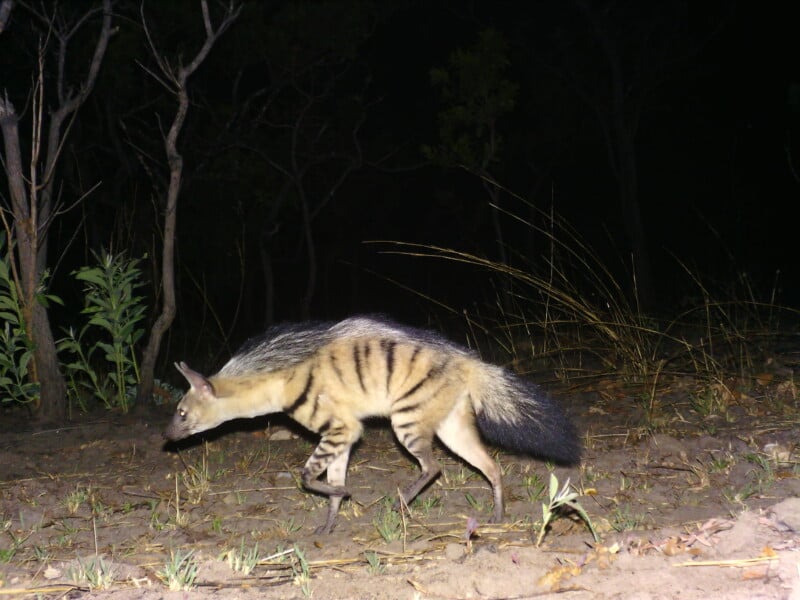 An aardwolf with a striped coat and bushy tail walks across a dark, grassy landscape at night.