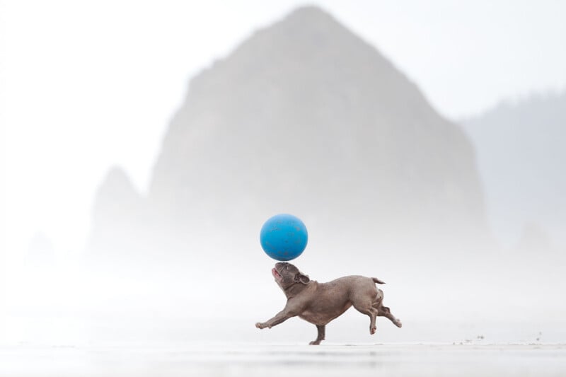 A small, light brown dog runs across a beach, balancing a blue ball on its nose against a backdrop of a large, misty rock.