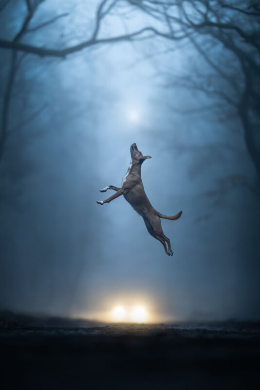 A brown dog leaps into the air against a backdrop of a dark, foggy forest with two glowing lights visible in the distance.