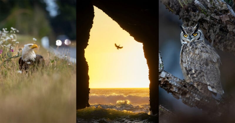 A triptych showing a bald eagle in a grassy field, a bird flying through a sea cave at sunset, and a great horned owl perched on a branch.