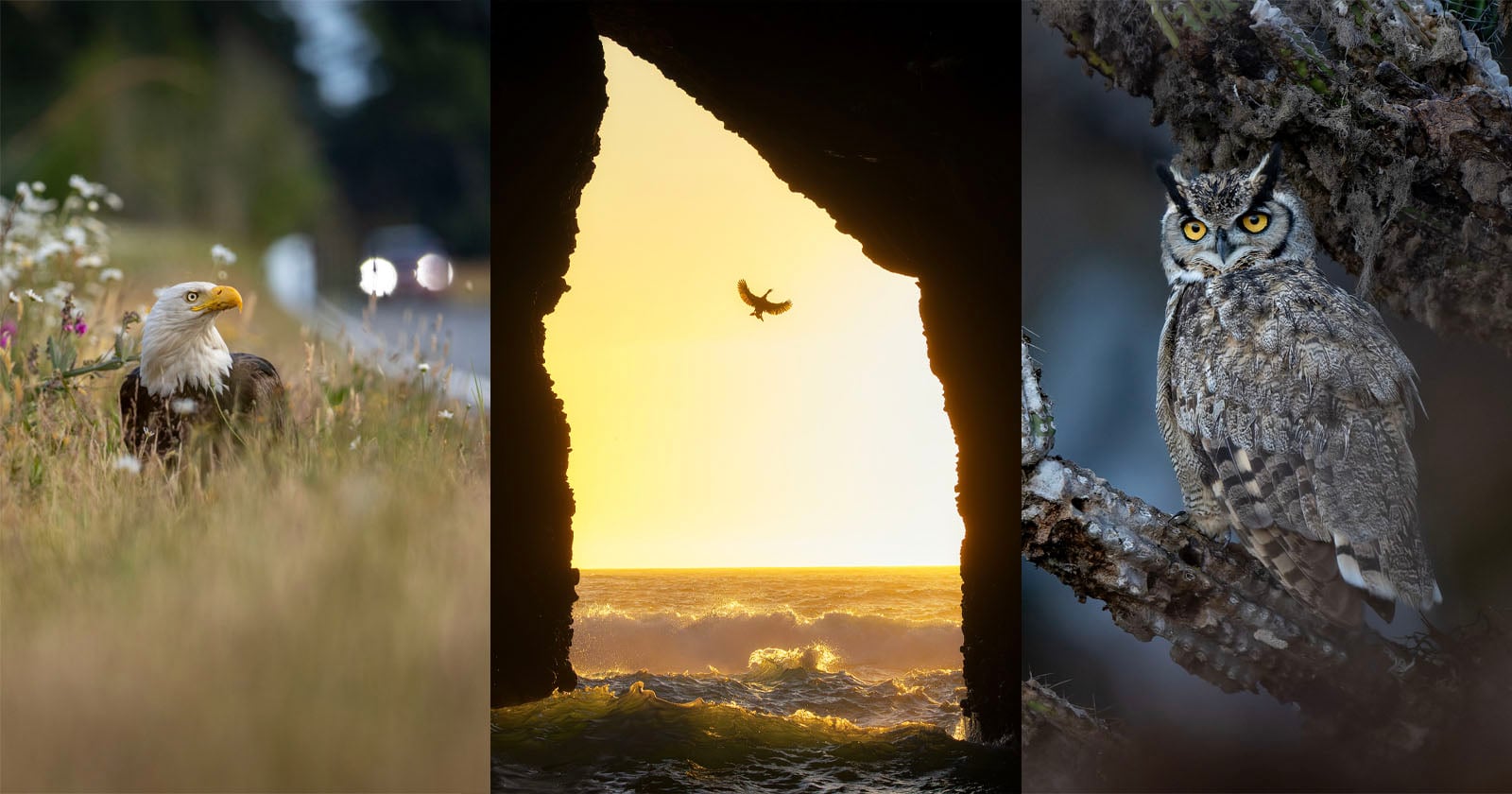 The Majesty of Birds Celebrated in the 2026 Audubon Photography Awards