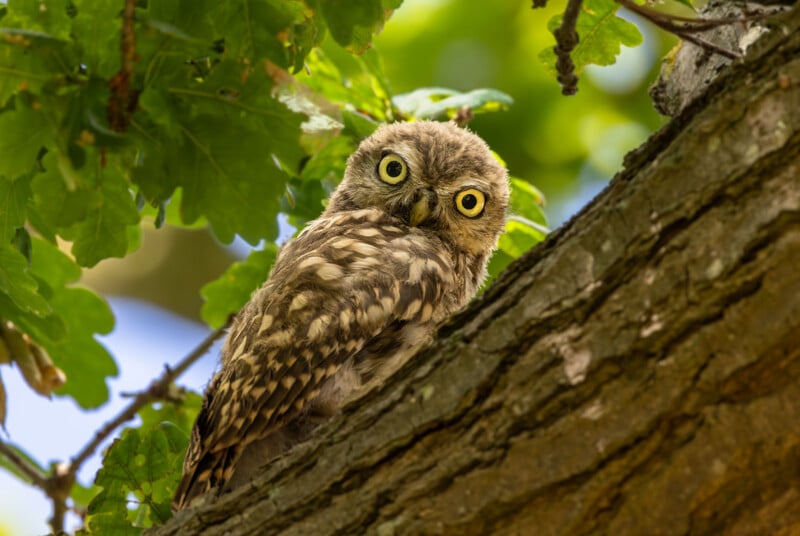 A small owl with large, bright yellow eyes perches on a textured tree branch, looking directly at the camera amidst green leaves.