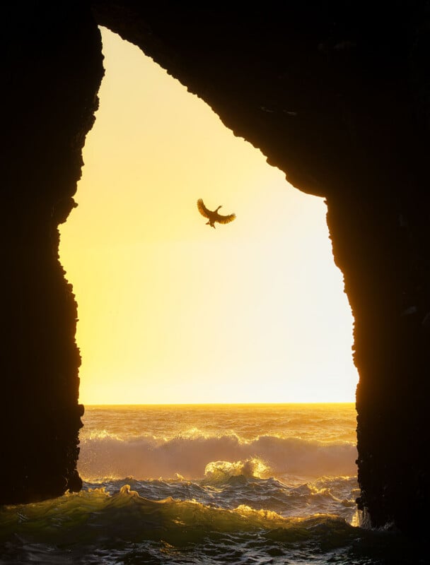 A bird flies through the opening of a dark sea cave at sunset, with waves crashing below.