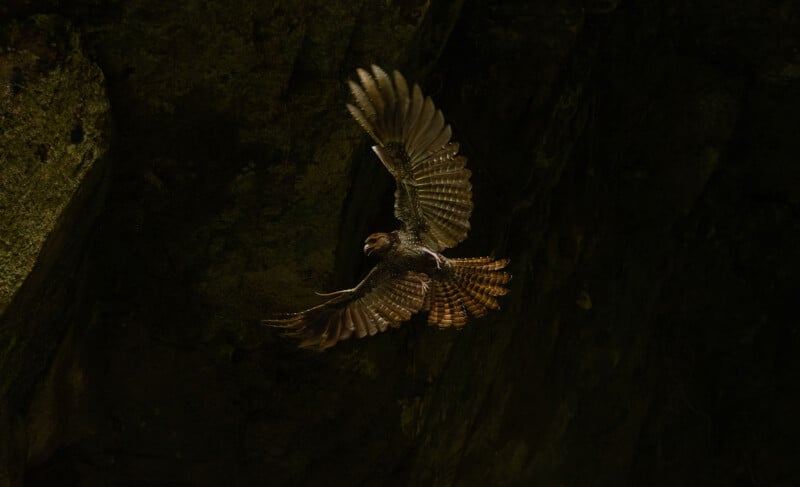 A falcon with dark, speckled plumage and a banded tail flies with its wings spread against a dark, rocky background.