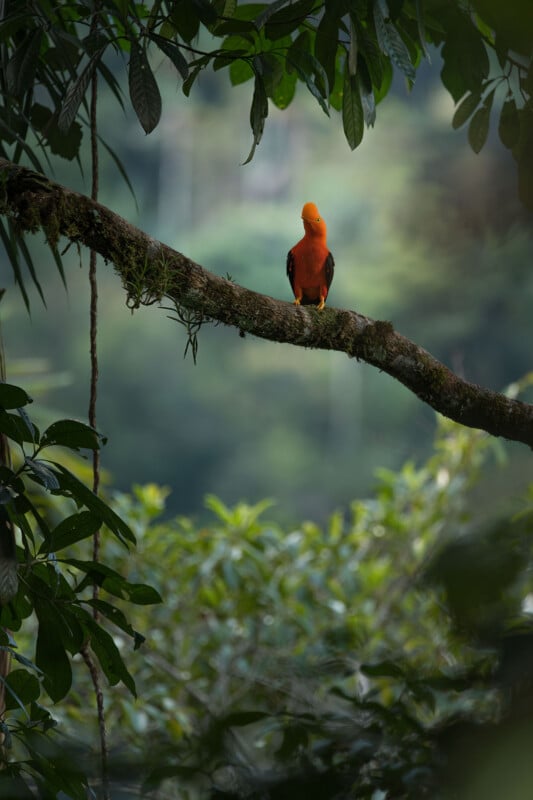 A bright orange Andean cock-of-the-rock bird with black wings perches on a mossy tree branch in a lush, green forest.