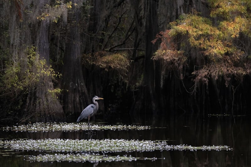 A great blue heron stands in dark, still water covered in small white flowers, framed by cypress trees draped in moss.