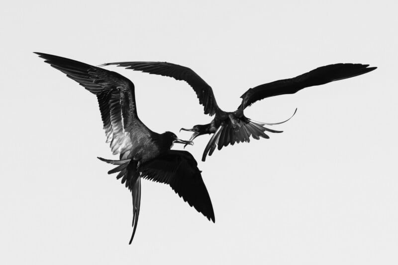 Two frigatebirds engage in an aerial confrontation against a plain, light-colored background.