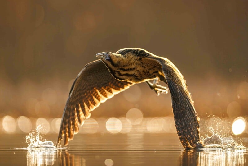 A bittern takes flight from the surface of a calm, sunlit body of water, creating small splashes with its wings and feet.