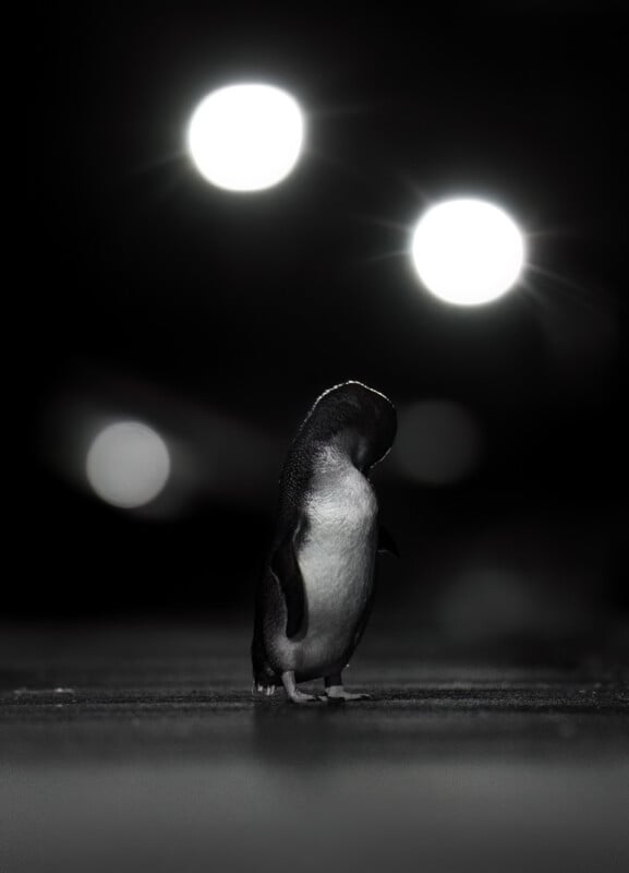 A small penguin stands alone on a dark surface against a black background, illuminated by two bright, out-of-focus lights.