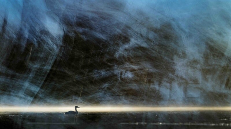 A lone water bird swims on a dark, calm surface against a background of blurred, dark blue and grey motion.